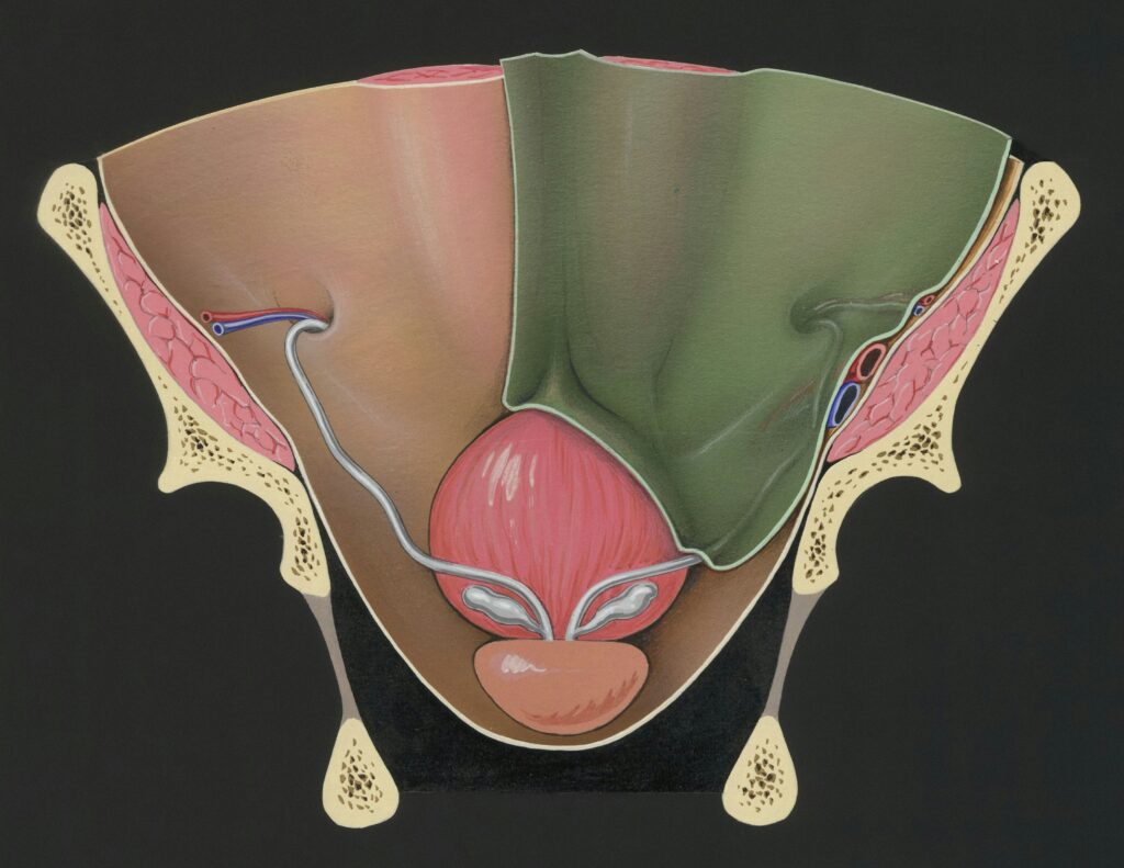 Digital image depicting the inner pelvis with a detailed view of the prostate gland for a 'Enlarged Prostate' page. The prostate is highlighted, showing its position beneath the bladder and surrounding the urethra, rendered in realistic colors to emphasize its structure and importance in the male reproductive system